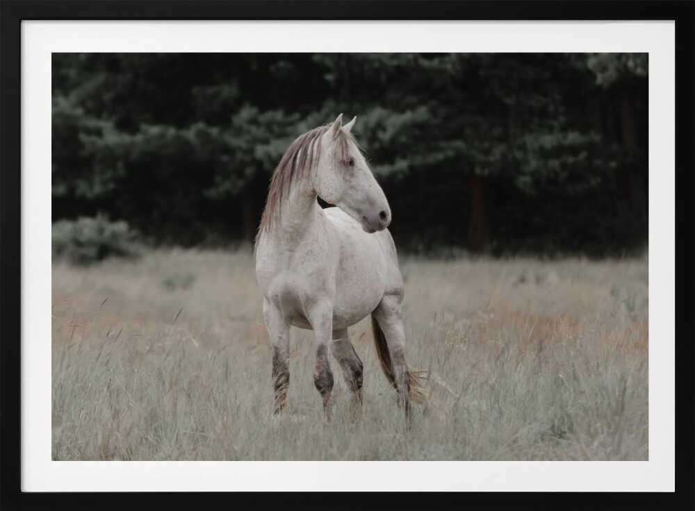 Wild Horse In Meadow, arte de Linda Louw