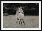 Wild Horse In Meadow, arte de Linda Louw