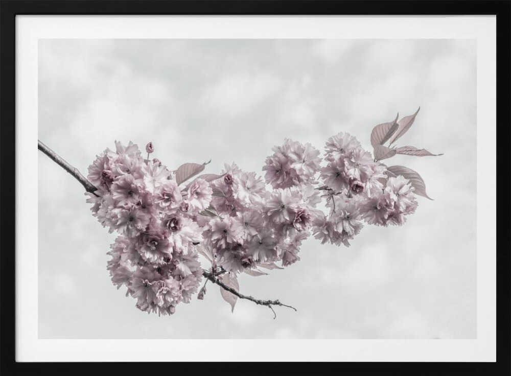 Dreamy Pink Blooms, arte de Melanie Viola