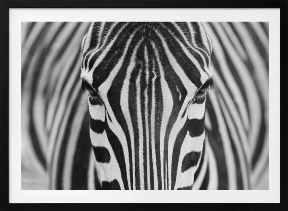 Intense Zebra Eyes, arte de Hesham Alhumaid