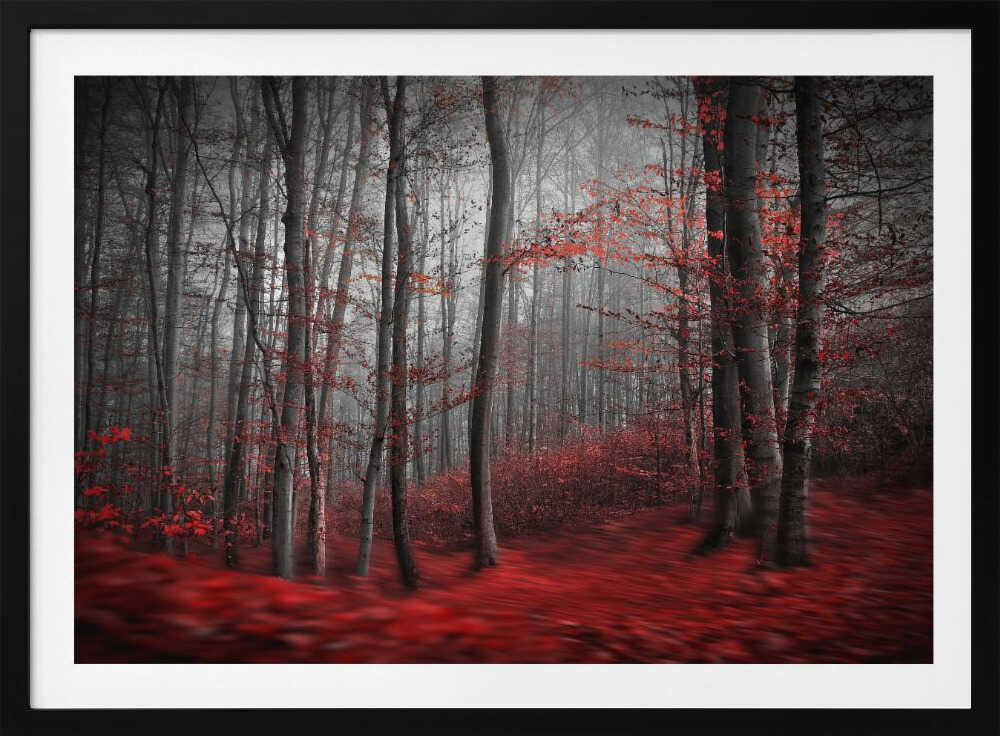 Misty Red Forest
