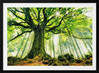 Sunlit Ancient Tree