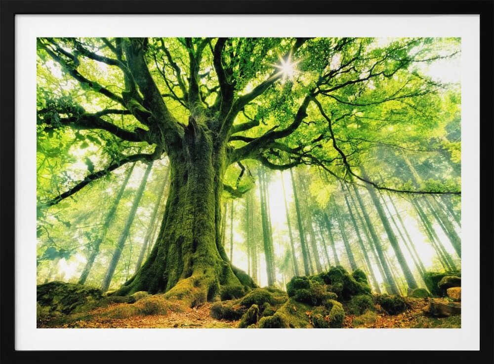 Sunlit Ancient Tree