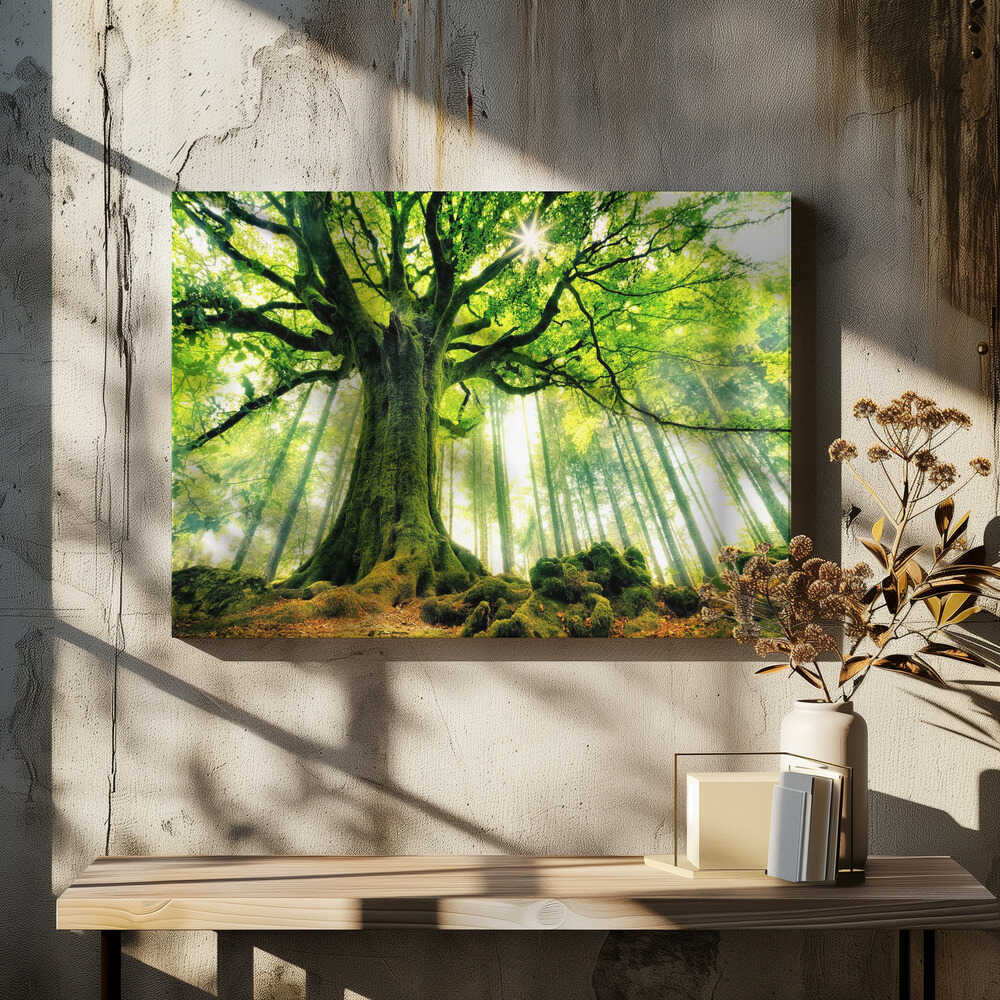 Sunlit Ancient Tree