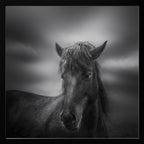 Dark Horse Portrait