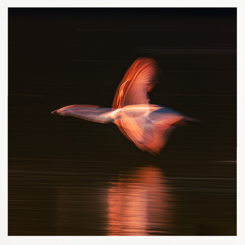 Abstract Glowing Bird