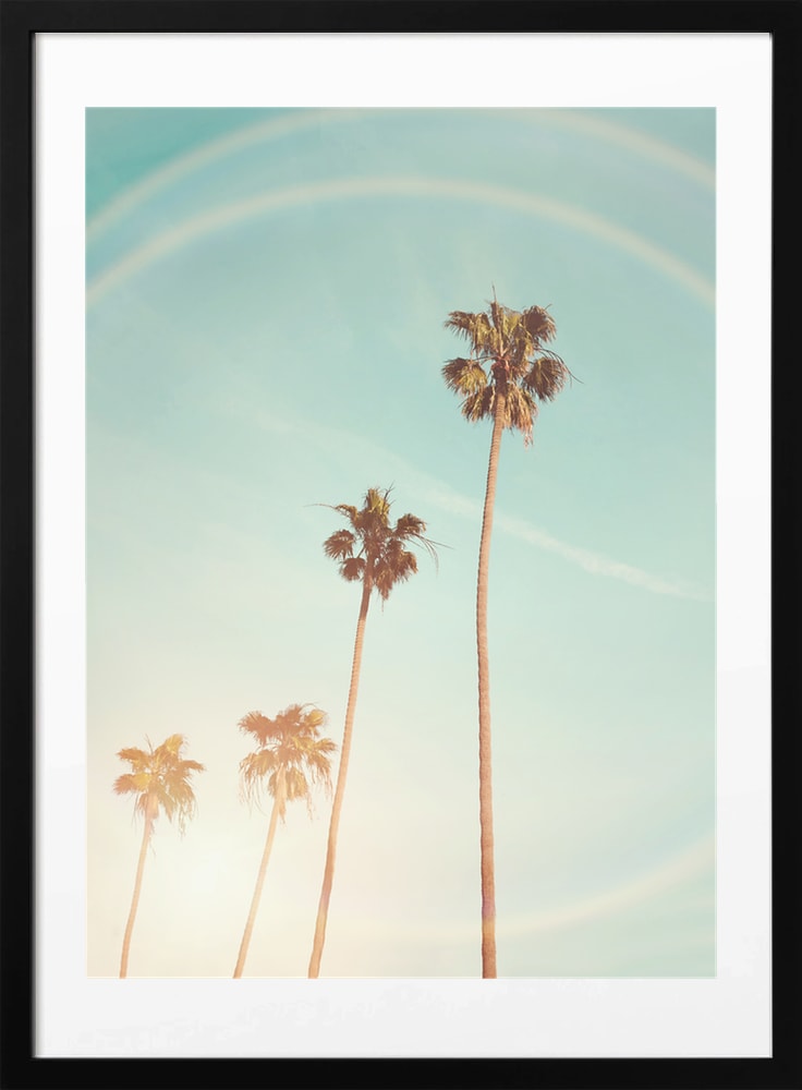 Sunny Cali Palm Tree