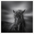 Dark Horse Portrait