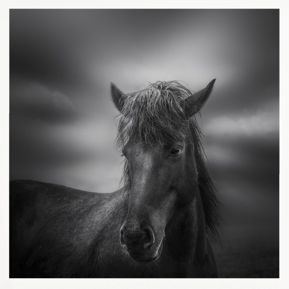 Dark Horse Portrait