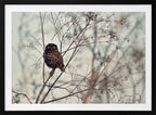 Watchful Little Owl, arte de Emilian Avramescu