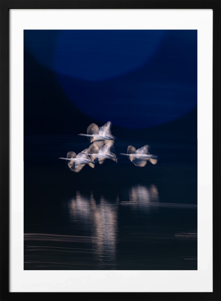 Ethereal Swans In Motion