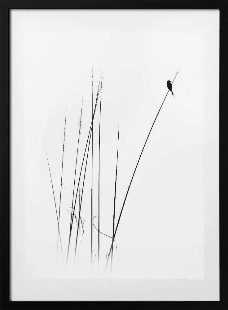 Graceful Reed Bird