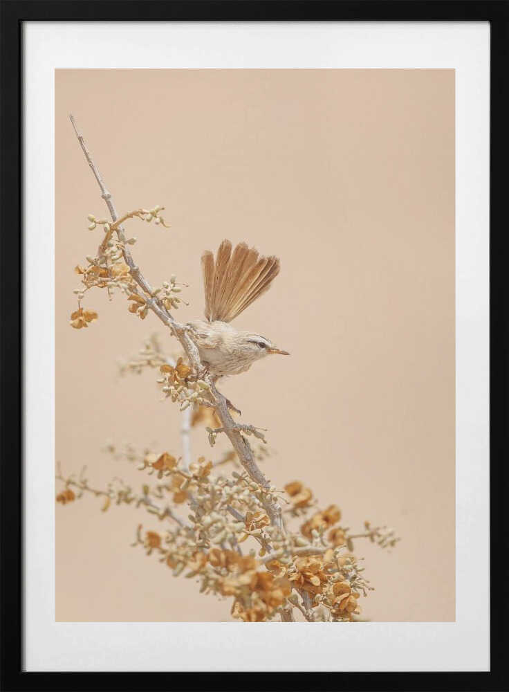Scrub Warbler, arte de Shlomo Waldmann con marco