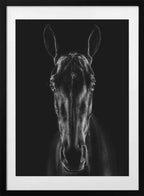 Black Horse Portrait