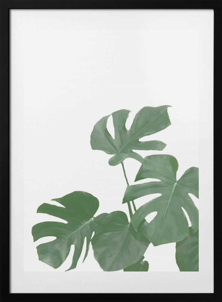 Fresh Green Monstera Leaves, arte de Pictufy Studio II con marco