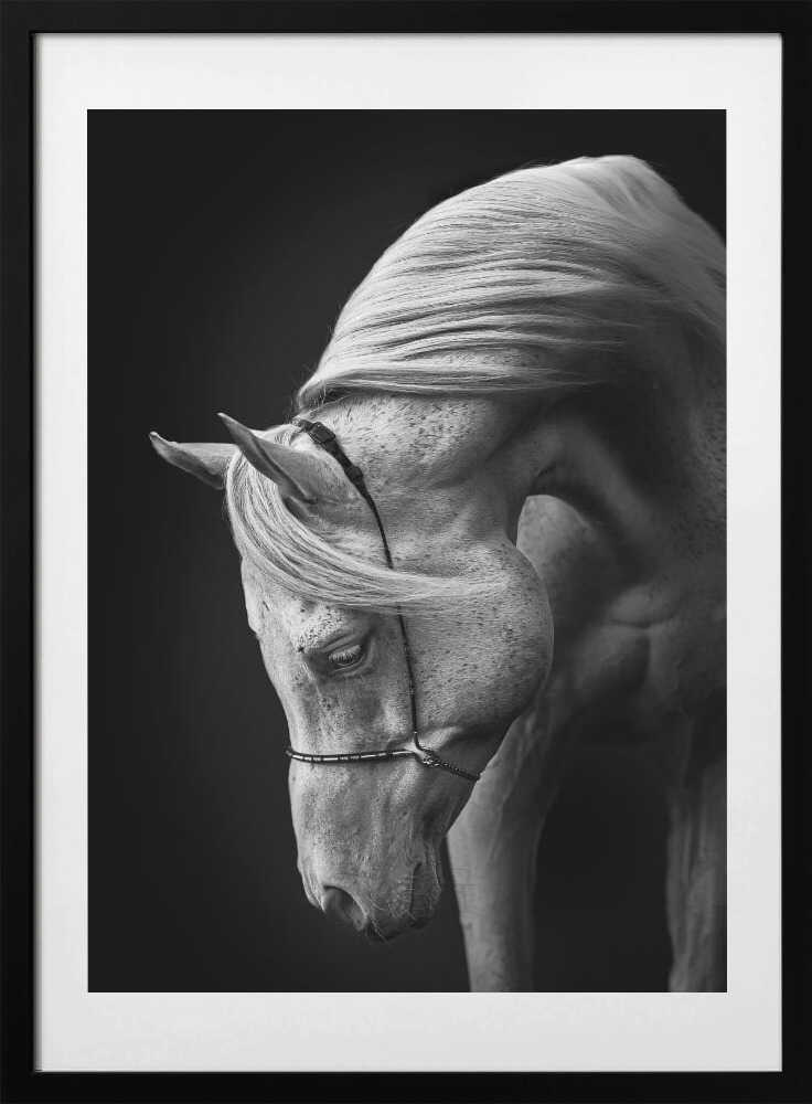Majestic White Horse