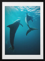 Graceful Ocean Dolphins, arte de Serge Melesan con marco