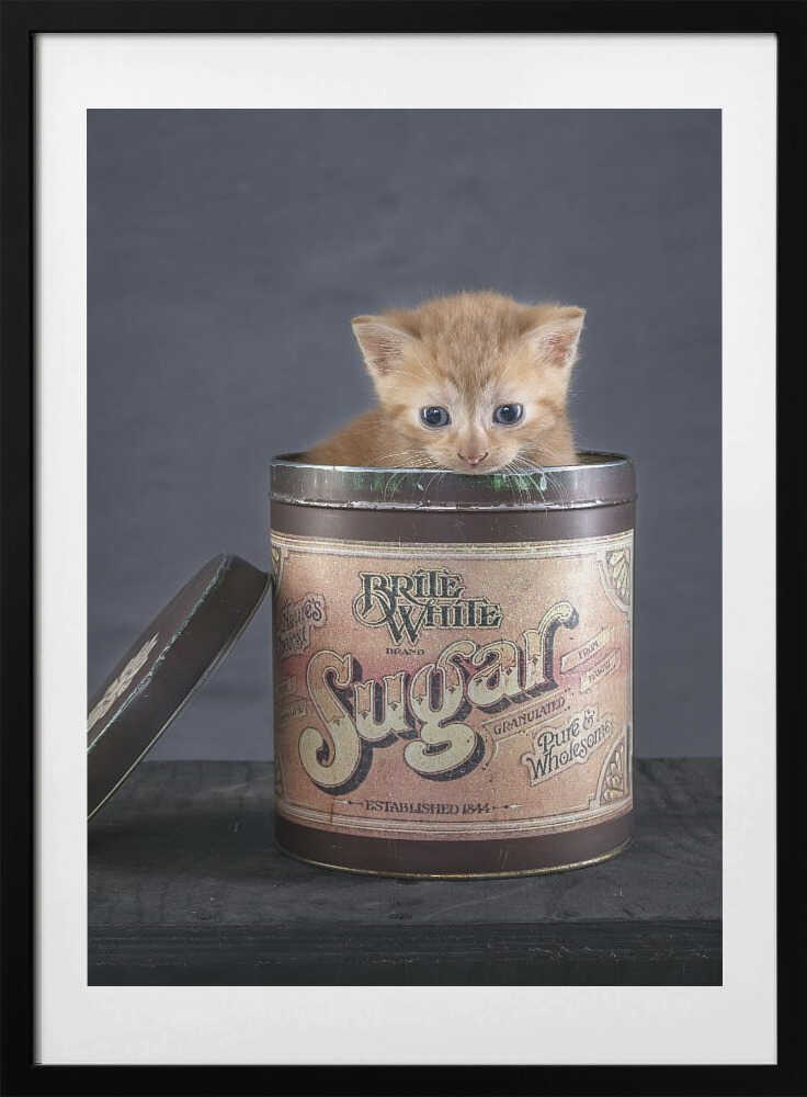 Sweet Kitten In Sugar Tin, arte de Arendina de Jong con marco