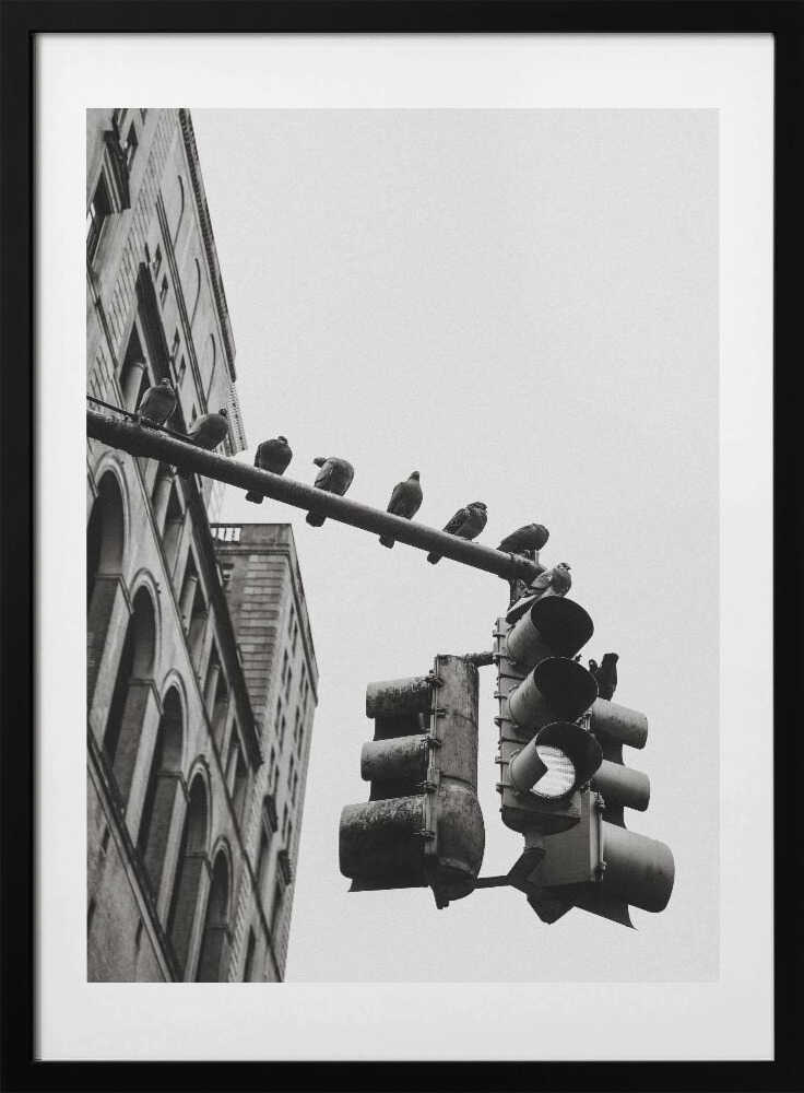 New York City Doves, arte de Rikard Martin con marco