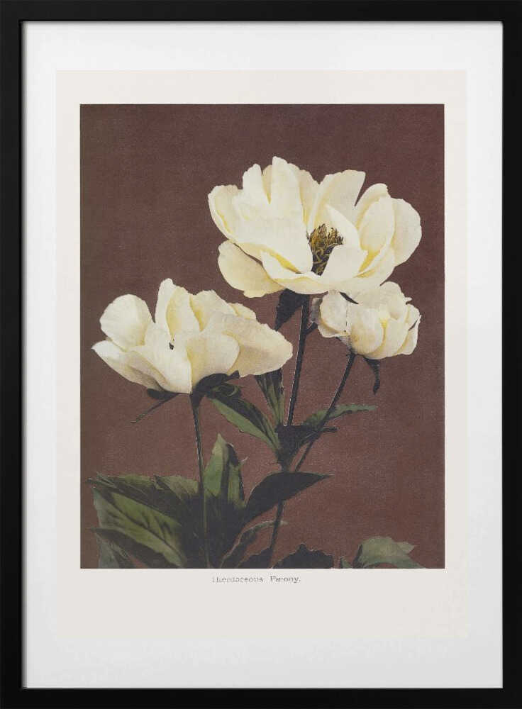 Hærdaceous Peony, arte de Ogawa Kazumasa con marco