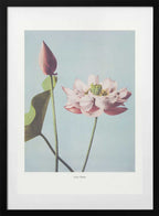 Lotus Flowers, arte de Ogawa Kazumasa con marco