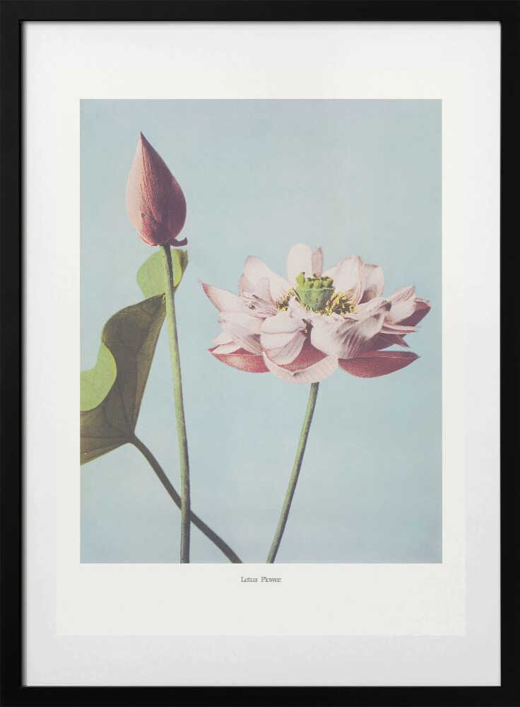 Lotus Flowers, arte de Ogawa Kazumasa con marco