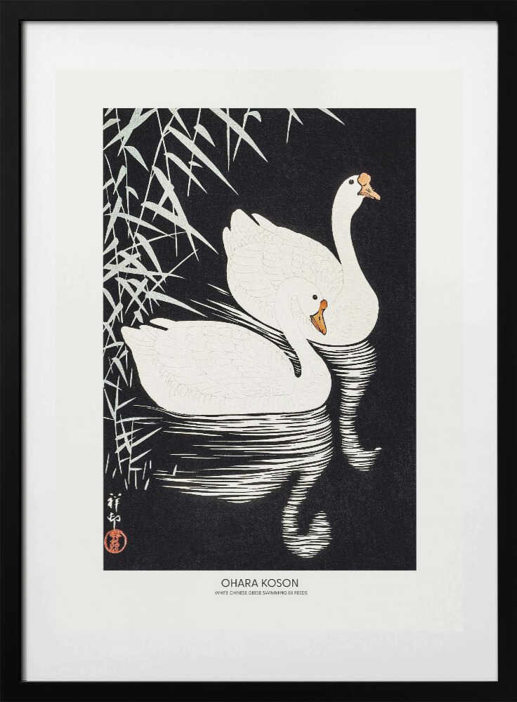 White Chinese Geese Swimming by Reeds, arte de Ohara Koson con marco