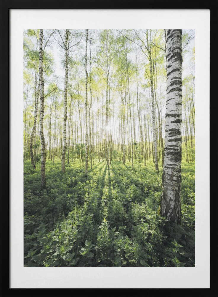 Birch Grove vertical