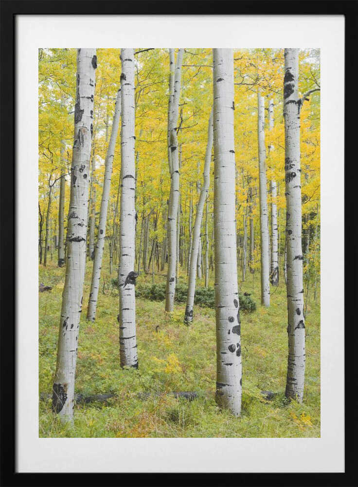 Yellow Birchs vertical