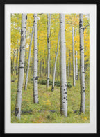 Yellow Birchs vertical