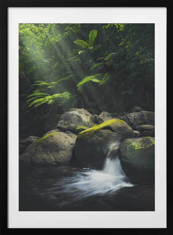 Mystic Jungle