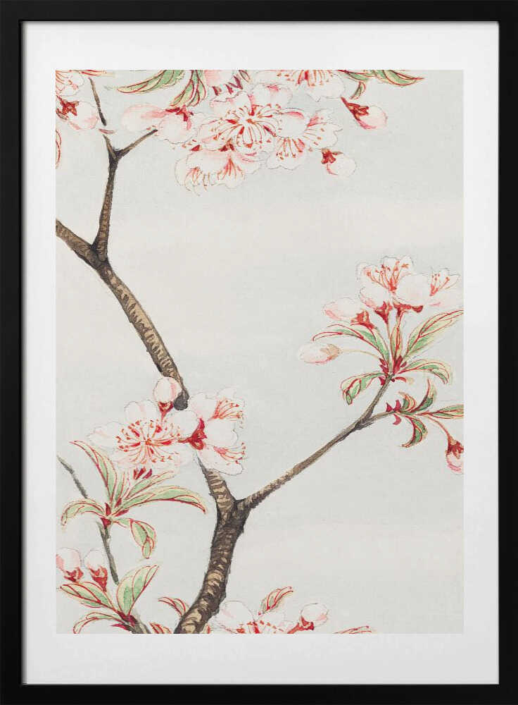 Sakura Cherry During 1870–1880, arte de Megata Morikaga con marco