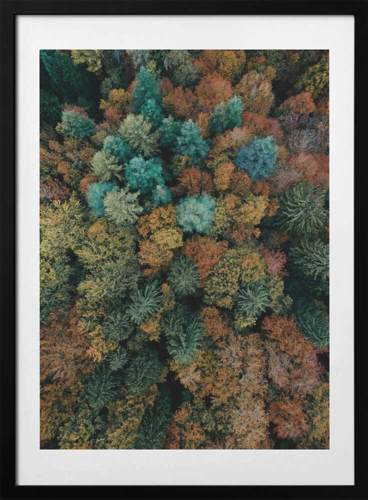 Vibrant Autumn Forest, arte de Javier Pardina con marco