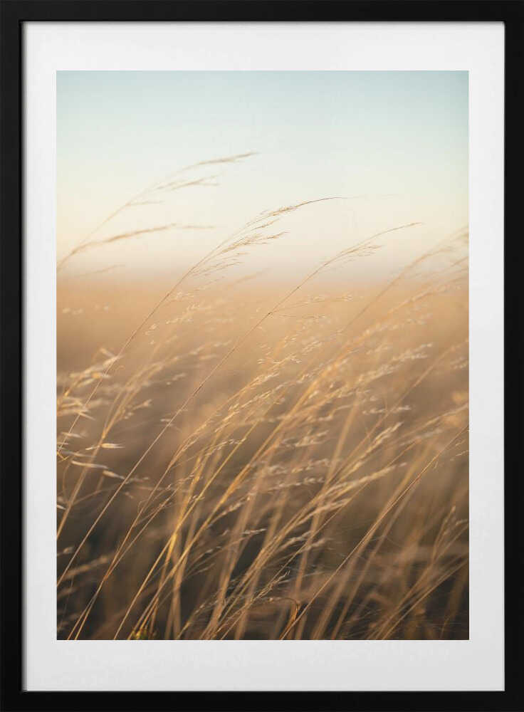 Golden Hour Grass, arte de Javier Pardina con marco