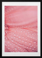 Soft Pink Bloom, arte de Javier Pardina con marco