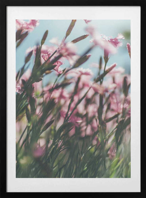 Blushing Pink Flowers, arte de Javier Pardina con marco
