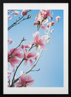Pink Magnolia Blossoms, arte de Javier Pardina con marco