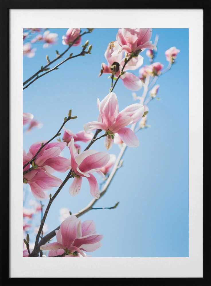Pink Magnolia Blossoms, arte de Javier Pardina con marco