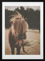 Adorable Shaggy Pony, arte de Javier Pardina con marco