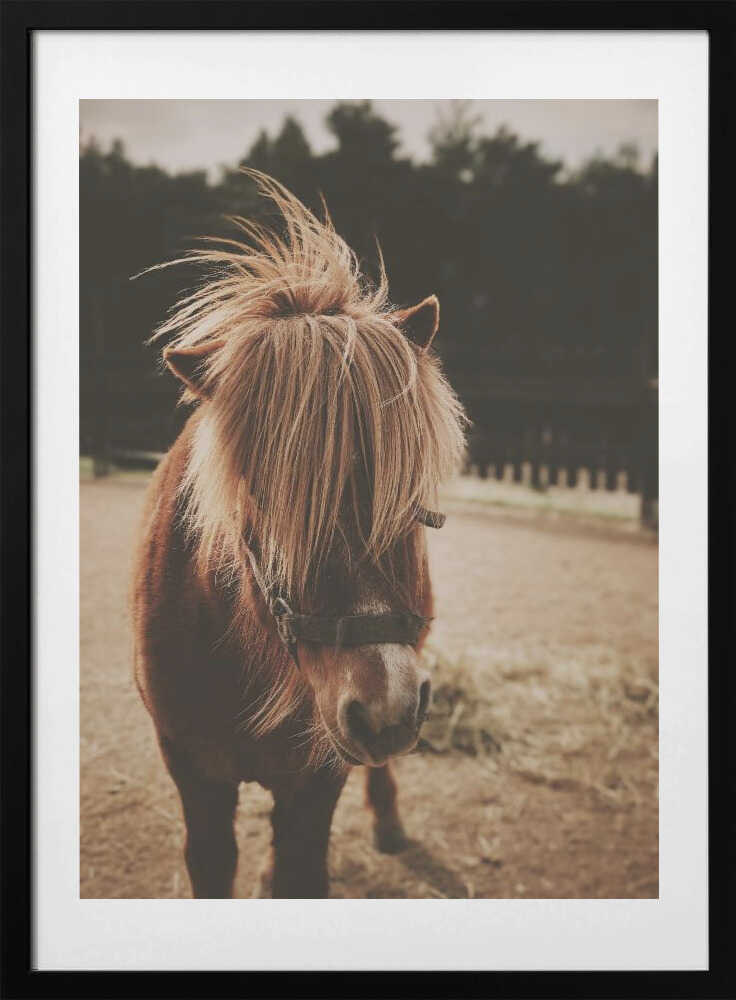 Adorable Shaggy Pony, arte de Javier Pardina con marco