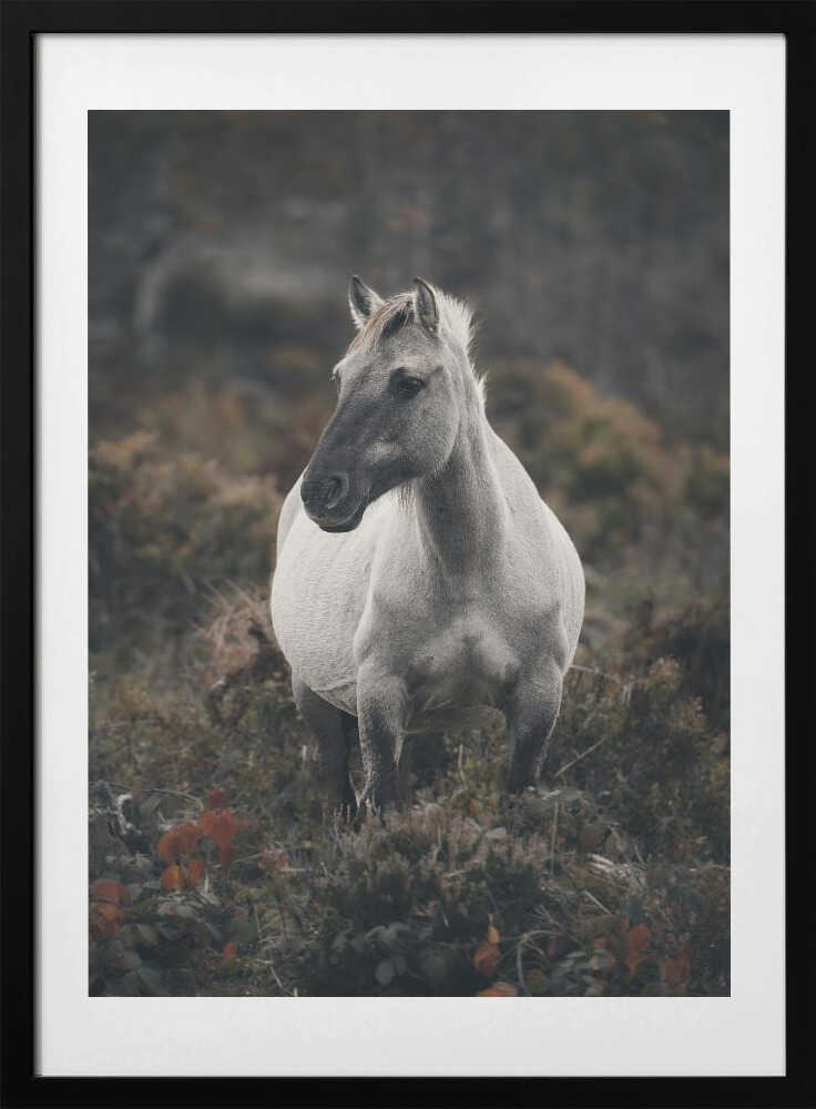 Solitary Wild Horse