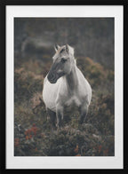 Solitary Wild Horse