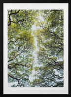 Lush Green Tree Canopy