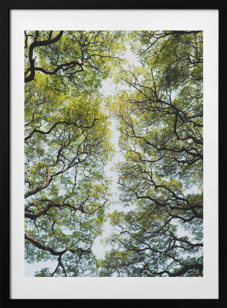 Lush Green Tree Canopy