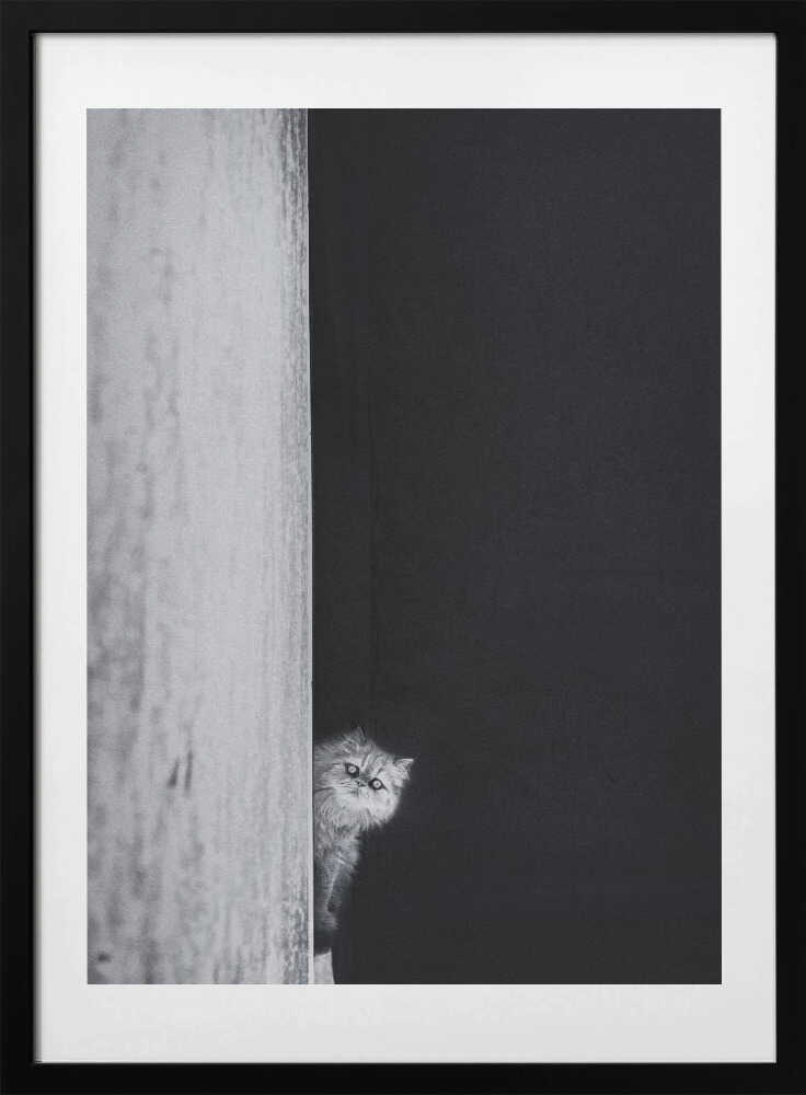Curious Peeking Cat, arte de Sajad Aslani con marco