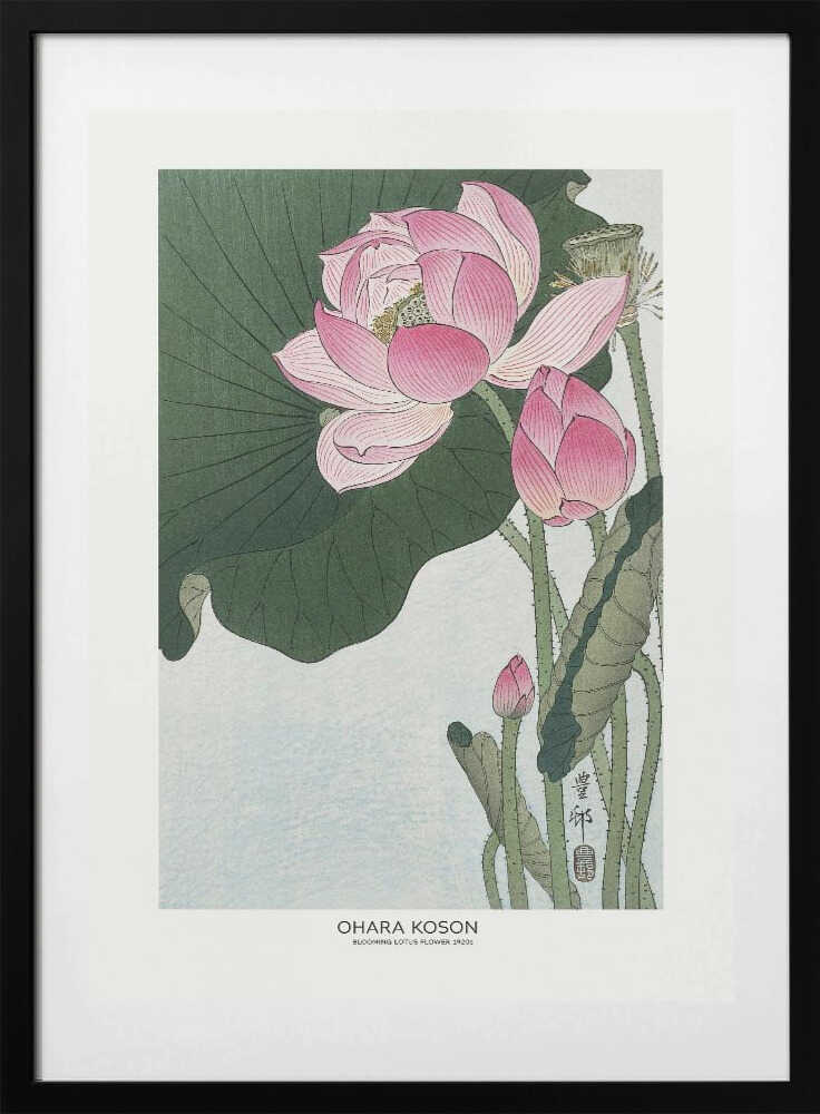 Blooming Lotus Flowers, arte de Ohara Koson con marco