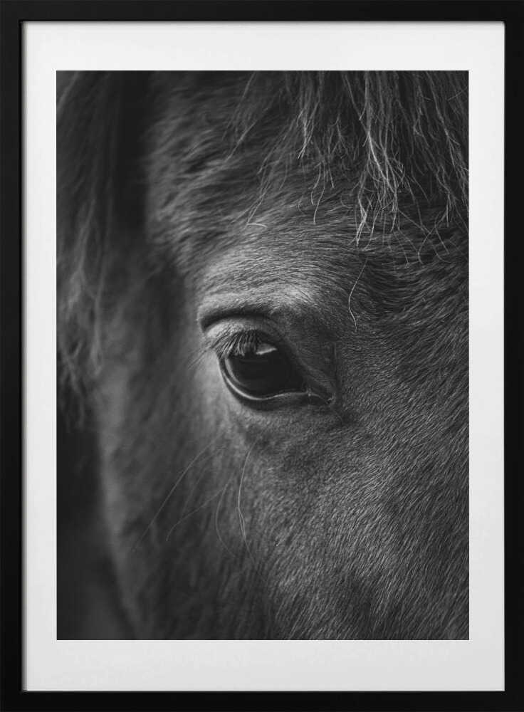 Soulful Equine Eye