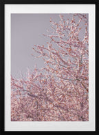 Pink Cherry Blossoms, arte de Mareike Böhmer con marco
