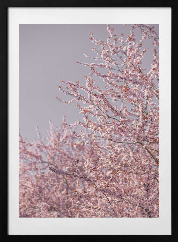 Pink Cherry Blossoms, arte de Mareike Böhmer con marco