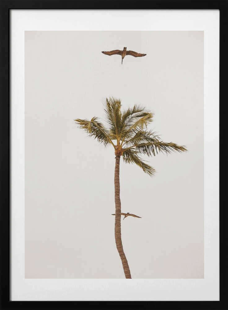 Palm Tree Pelican Flight, arte de Del Mundo Imagery con marco